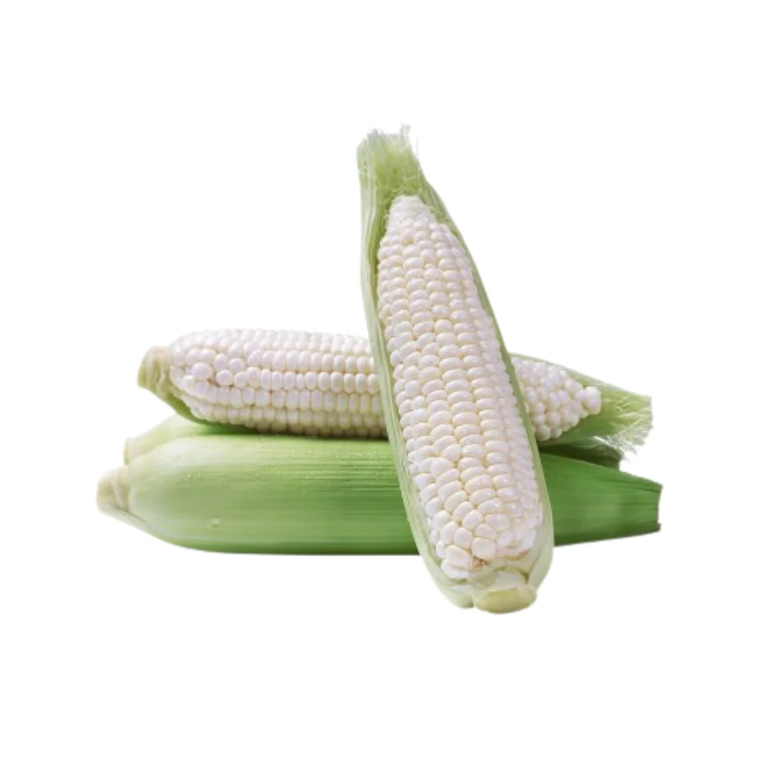 Top Quality White Corn Maize/White Maize Corn