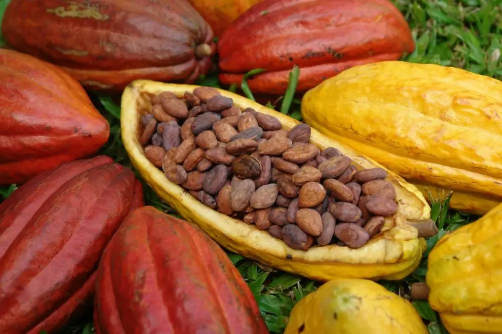 Sri Lanka Organic Dry Cocoa Beans