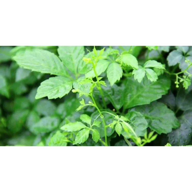 Dried Jiaogulan Herbal Organic Jiaogulan Tea Good For Health Premium Product From Thailand