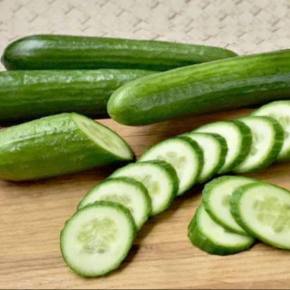Hotsale 100% Vegetables Green Fresh high quality Cucumber for sale