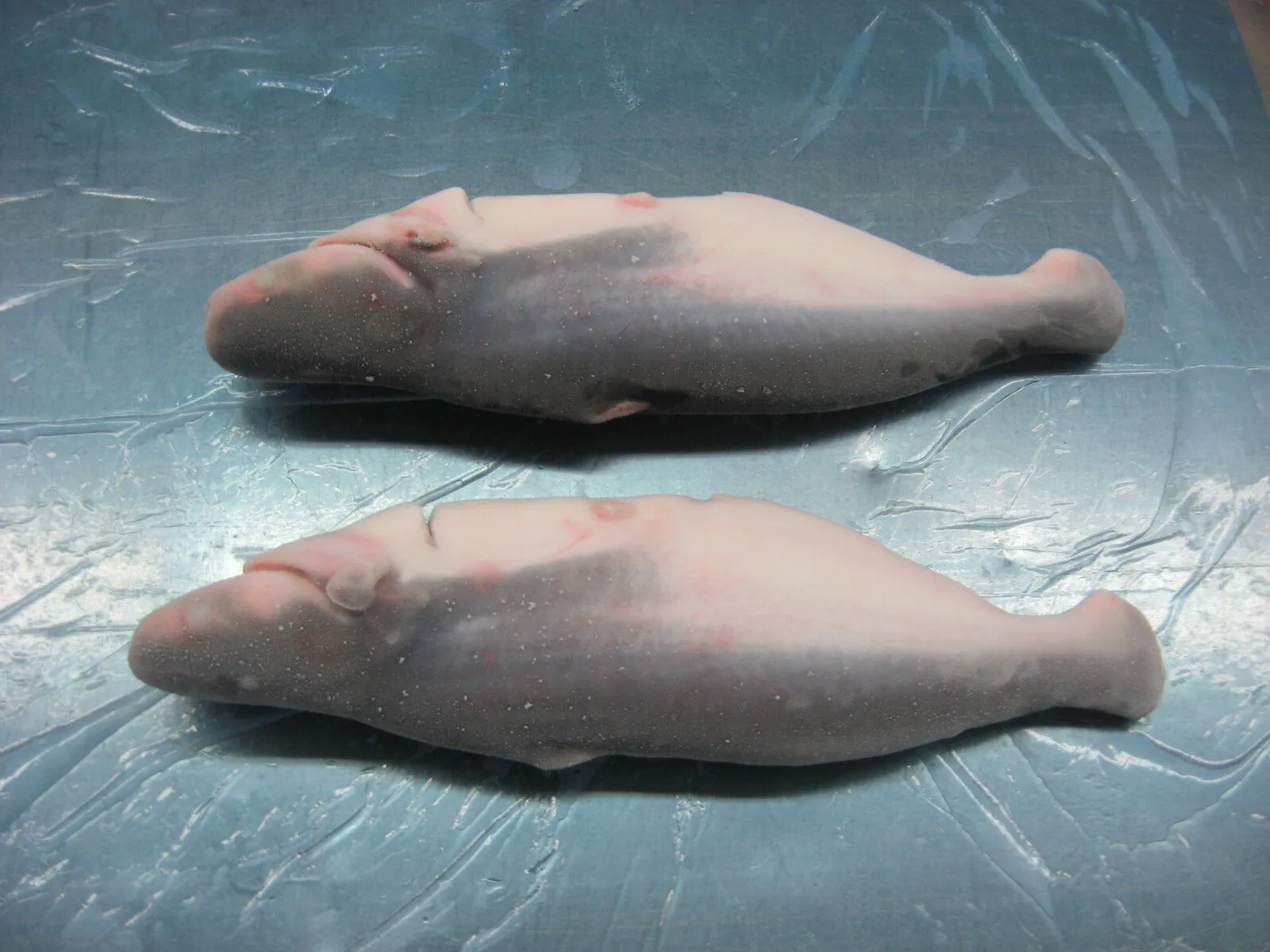 Premium Frozen Pangasius/ Basa Fish WG (Whole round Gutted) From VietNam