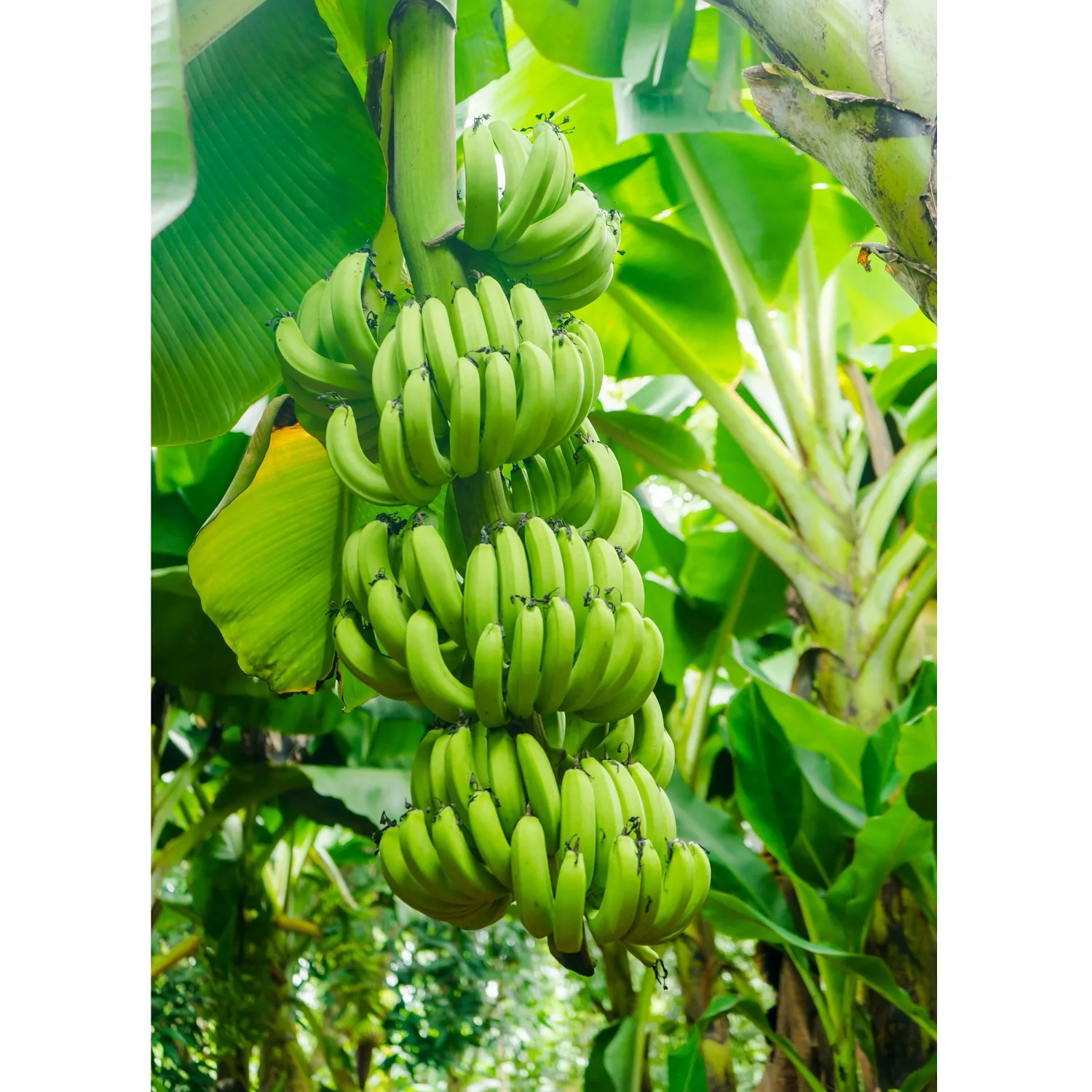 
Best Selling Organic Sweet Fresh Green Cavendish Banana for Global Market from Vietnam 