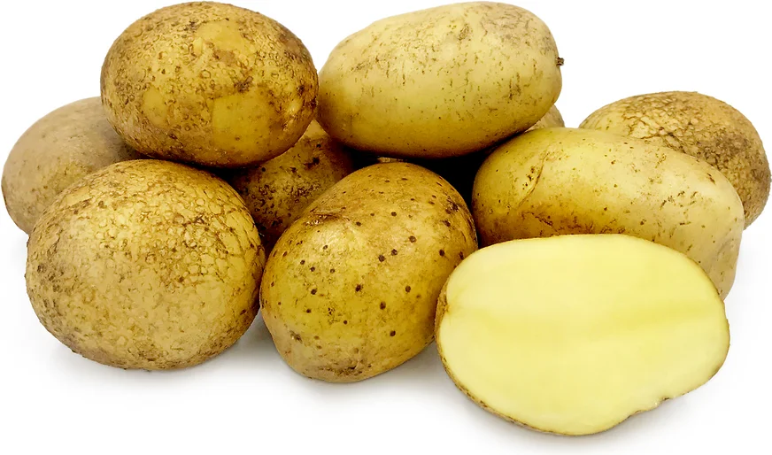 Fresh Agria Potato - Potato for Chips