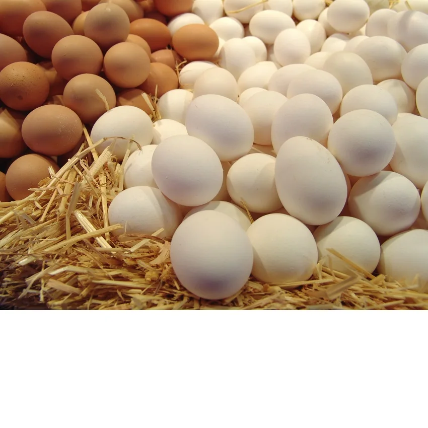 Свежие куриные яйца белые экспортные в Ирак ОАЭ Либерию Молдову Анголу Кипр Великобританию и Грецию.