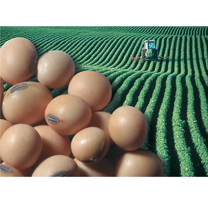 
High Quality Hot Seller Ukraine certified organic raw soybeans 