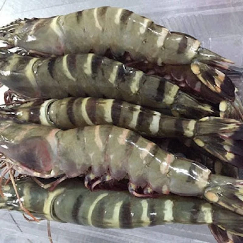 Frozen Black Tiger Shrimp HLSO Headless Shell On Shrimp Shrimp to Export made in Vietnam