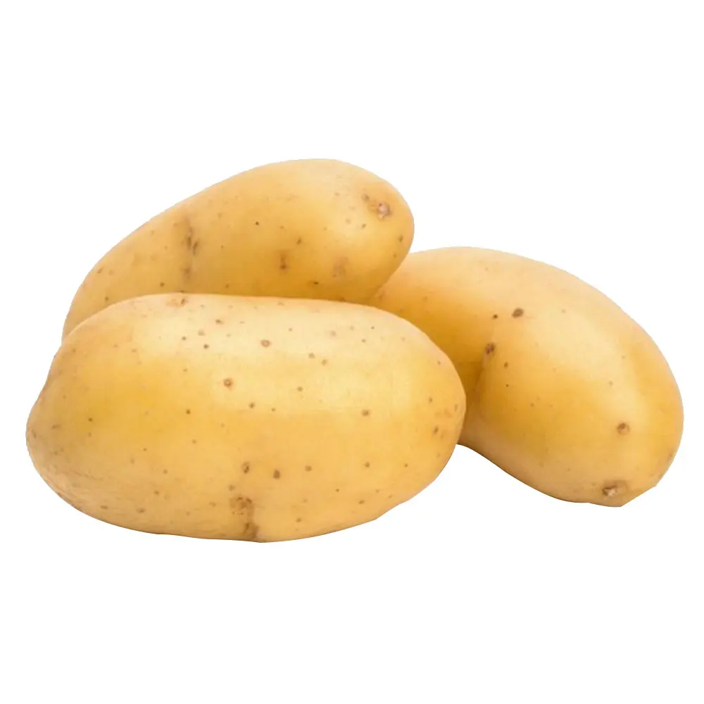 Good Quality Big Size Fresh Potatoes From Pakistan / Wholesale Price Bulk Quantities Potato With very Low Price