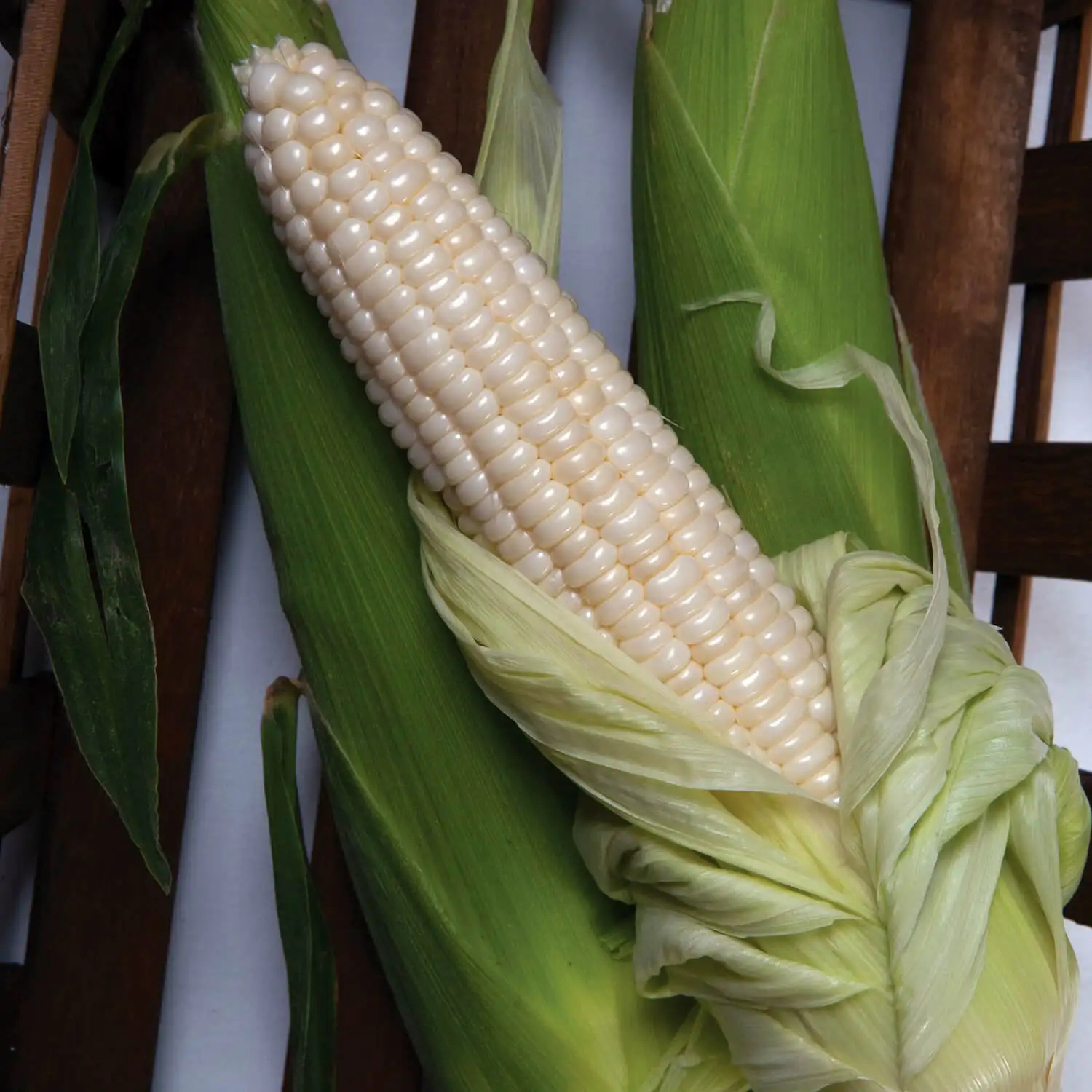 Top Quality White Corn Maize/White Maize Corn