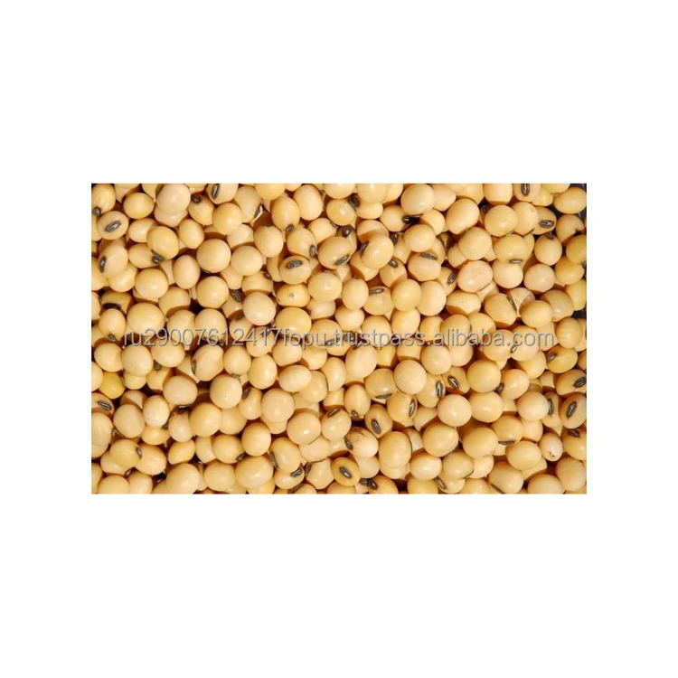 Soy complete meat substitute for vegans and vegetarians natural source of protein wholesale, soy beans
