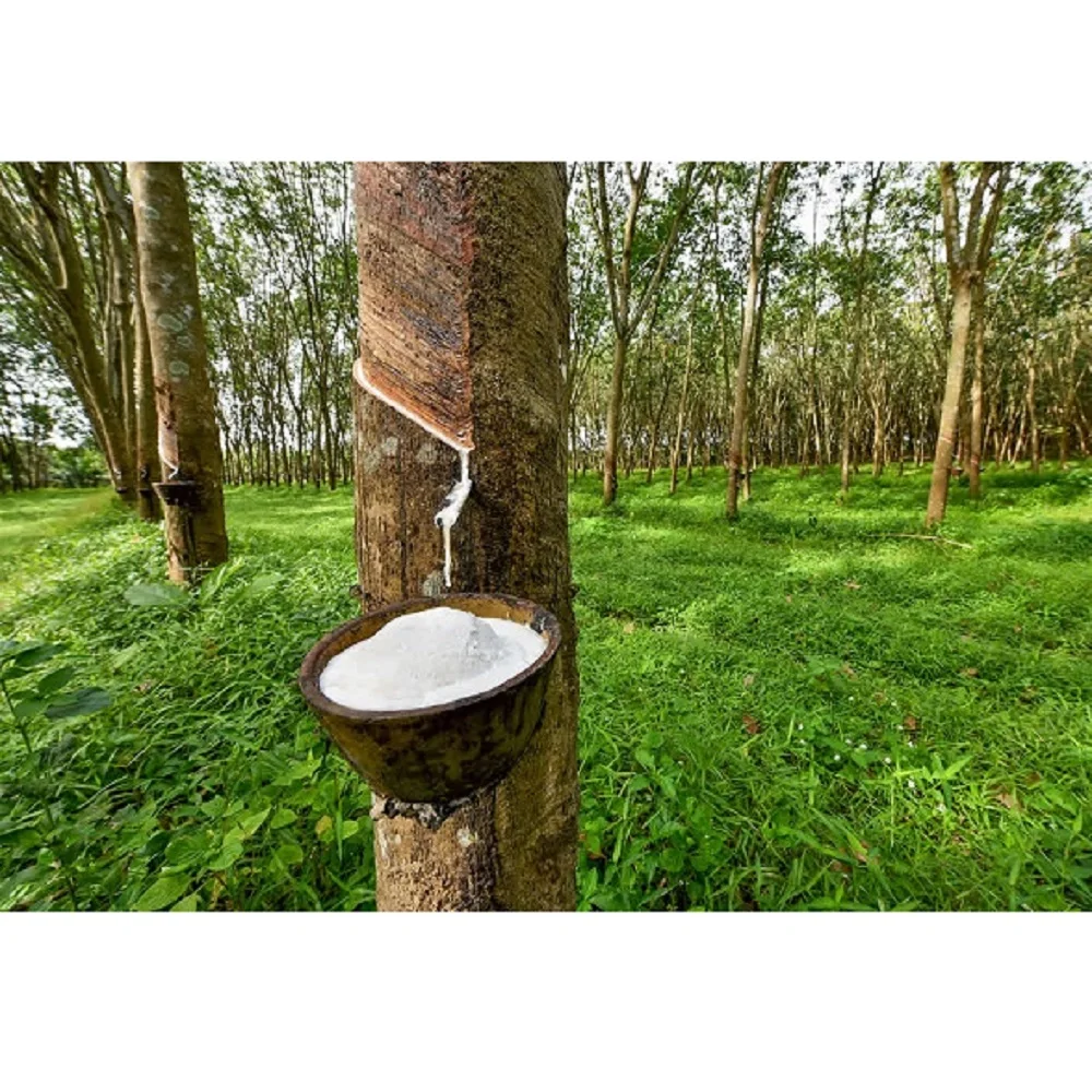 Medical Latex  High Ammonia Latex Concentrate (HA Latex) 60% DRC Made In Vietnam