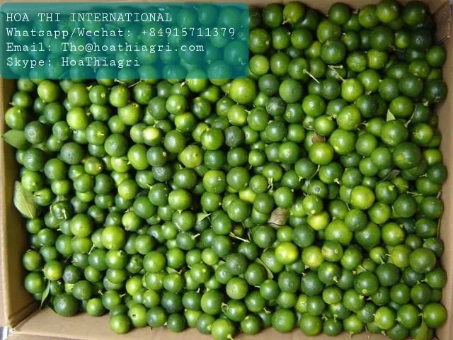 Зрелый вкусный вкус 100% см размер 6 месяцев срок службы оболочки 10 кг свежая зеленая кожа каламansi из Вьетнама 2