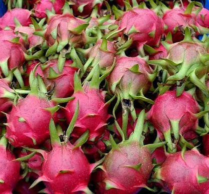 Высокое качество свежий Дракон фрукт 2021: лучший выбор для импорта/VICKY N + 84 90 393 1029