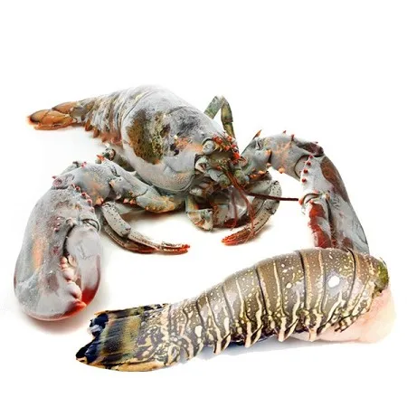Fresh Lobsters/Seafood/Rock Lobsters/ Live Lobsters