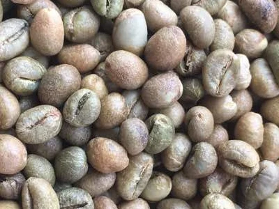 Промышленный Класс Robusta Cherry PB зеленые кофейные зерна немытые для экспорта оптовой продажи и заводской