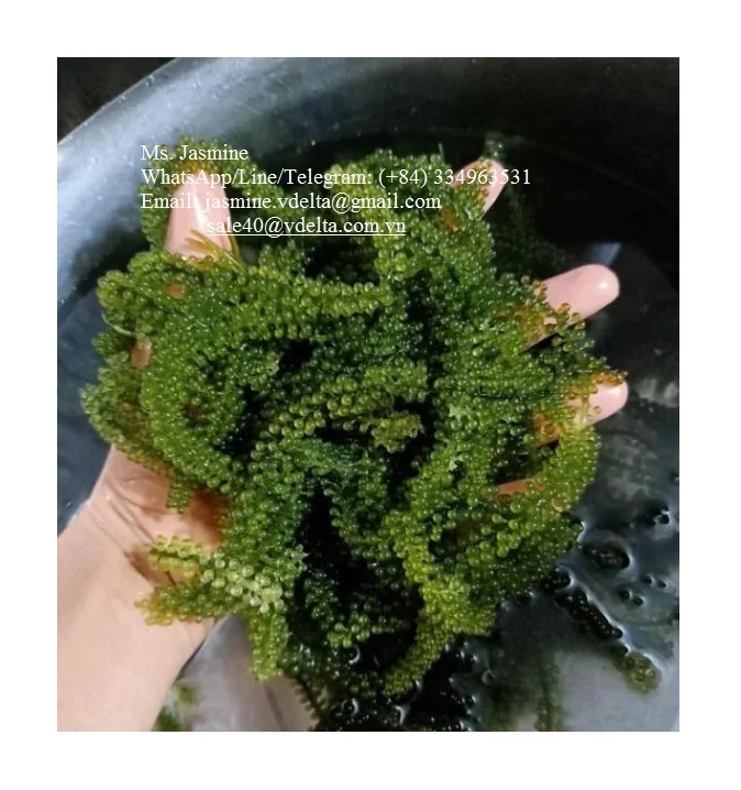 Dehydrated Sea Grapes/ Organic Vietnamese Delicacy Seaweed