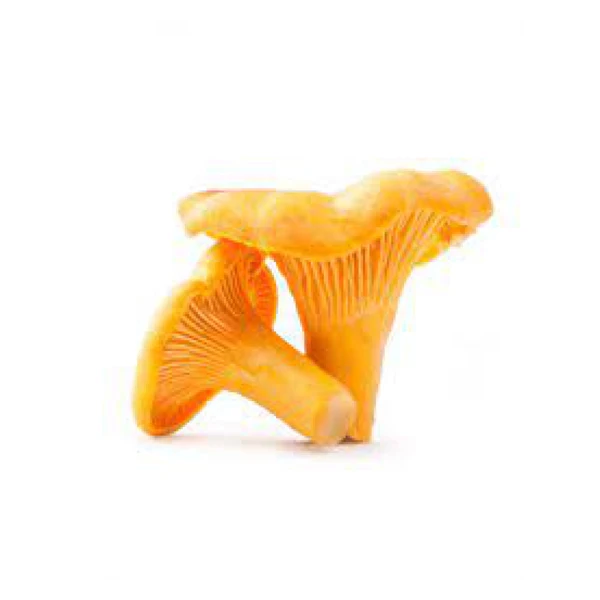 Low Price Wholesale Premium Quality Long Lasting Fresh Mushrooms Fungus - Made in Turkey