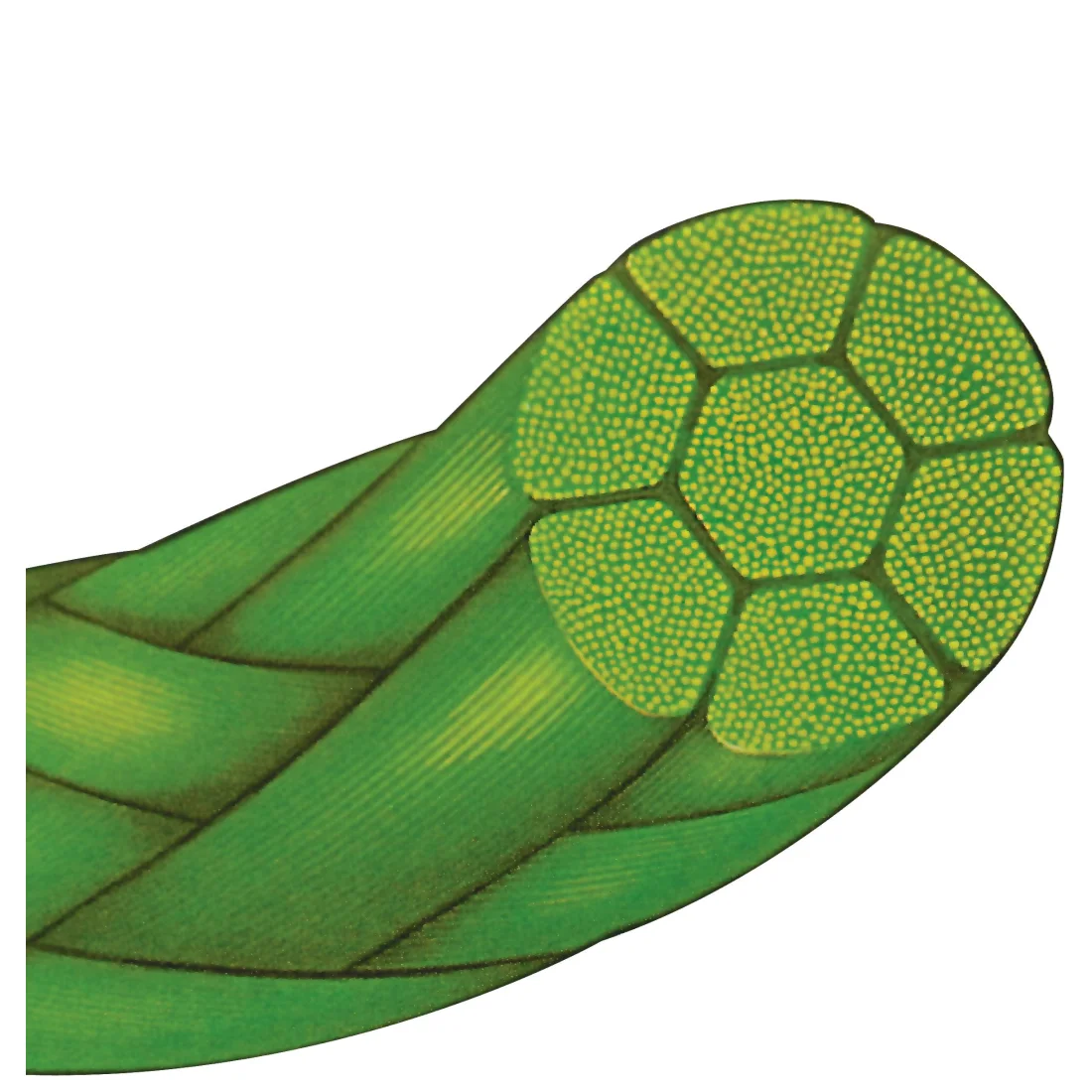 
 Длительное постоянное растяжение [шов] стерильный полиэстер/Илон/шелк/ПДО/хромный/PGCL /PGA/полипропиленовые Хирургические нити  