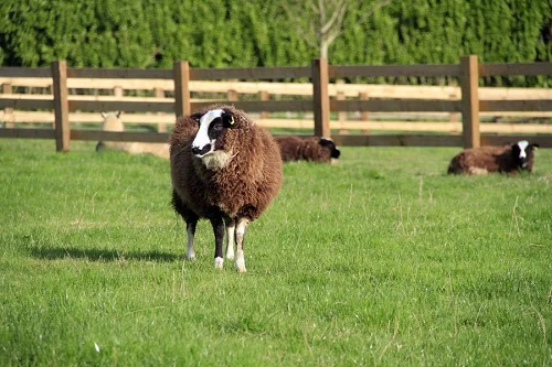 Balwen Welsh sheep,cow,camel,sheep,goat,ox,bull