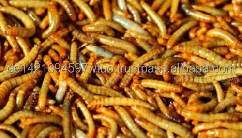 Натуральные Сушеные черви Mealworm специально для ваших домашних