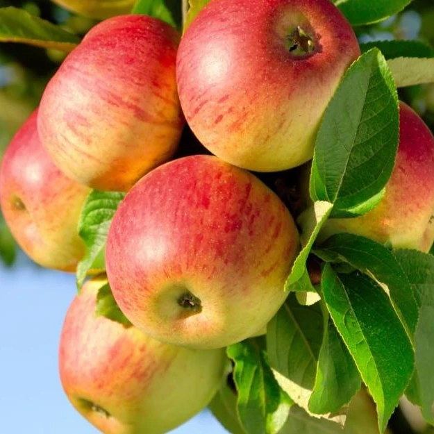 Delicious Fresh Red Apples For Sale