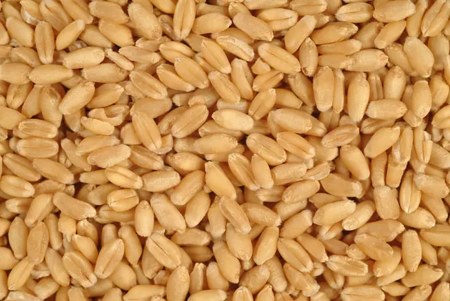 wheat.jpg