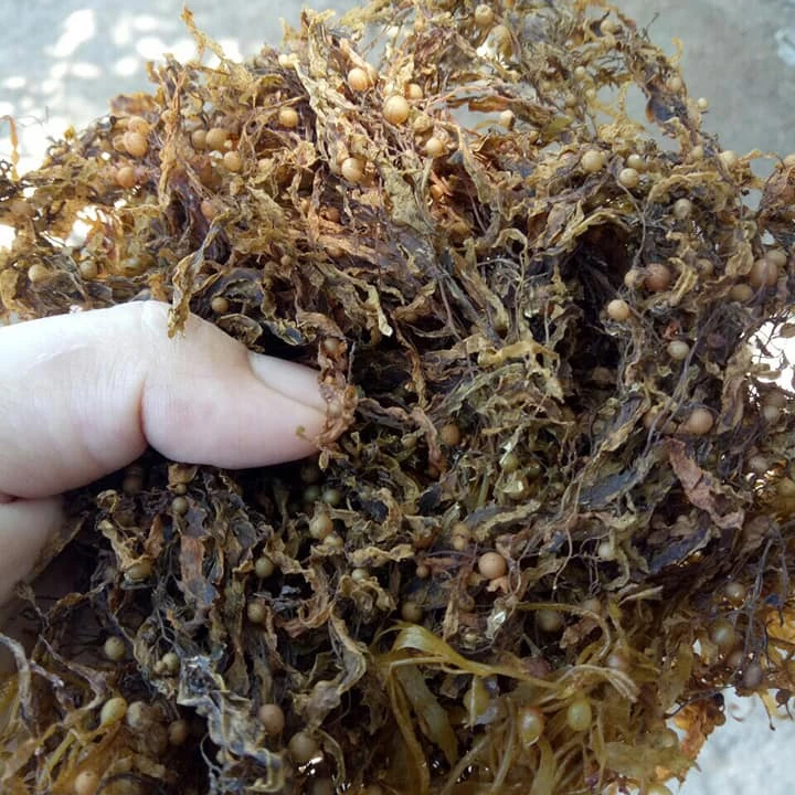 Viet Nam Dried Sargassum Seaweed Sargassum Seaweed Powder With High Quality 0084947900124