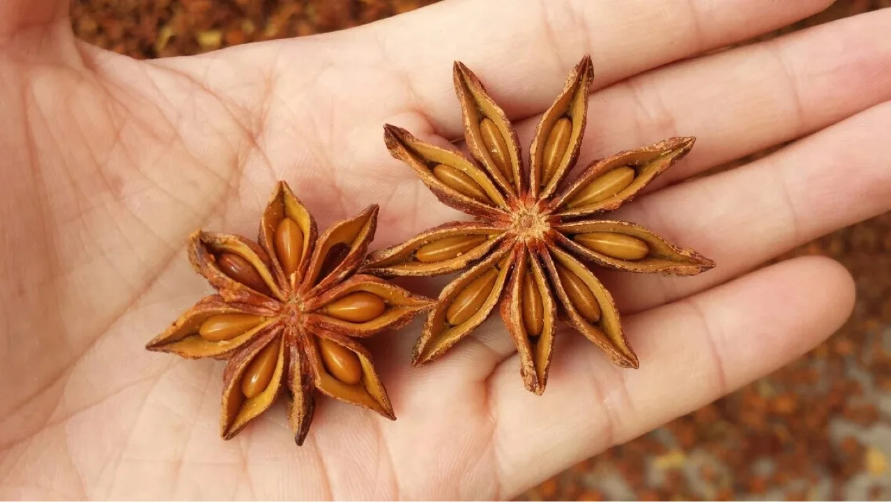  Горячая Распродажа 2021/сушеный кальмар // сухие кальмары Вьетнам готов к экспорту Ms Sofia Whatsapp + 84 789946878