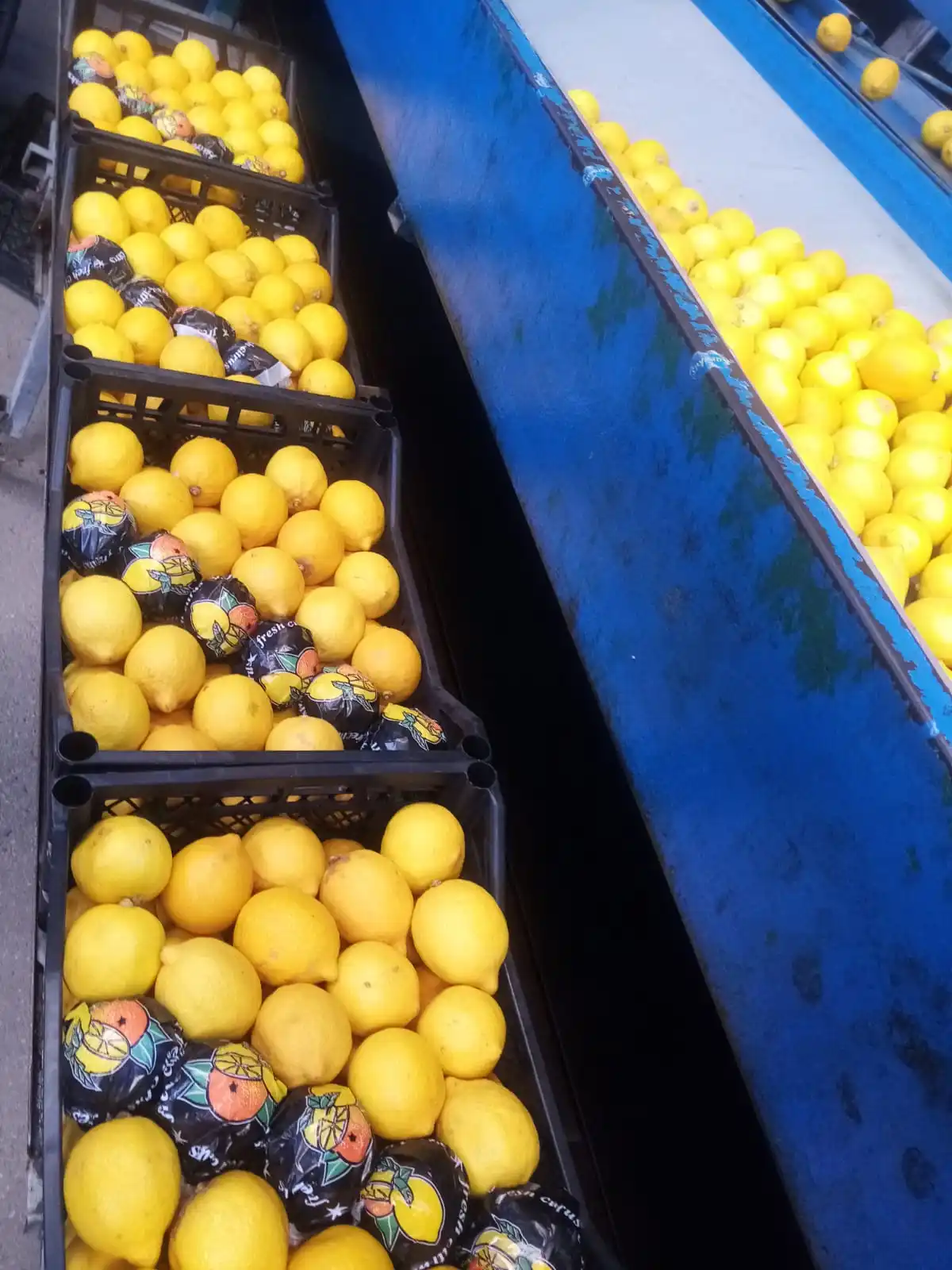 FRESH LEMON FROM TURKEY WHOLESALE CHEAP PRICE !!! HIGH QUALITY !!