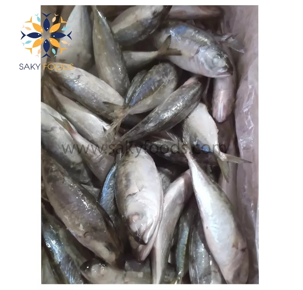 Factory Supplier Best Price Top Grade High Quality Big Eyes Scad Fish from Viet Nam Block Bulk Style Packaging