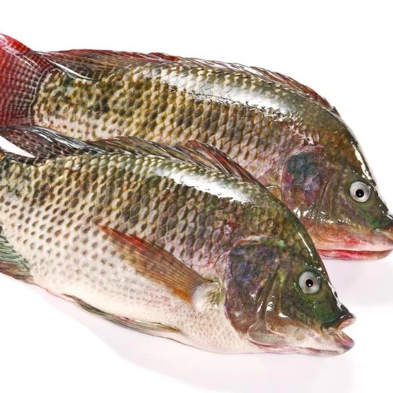 Tilapia 18.jpg