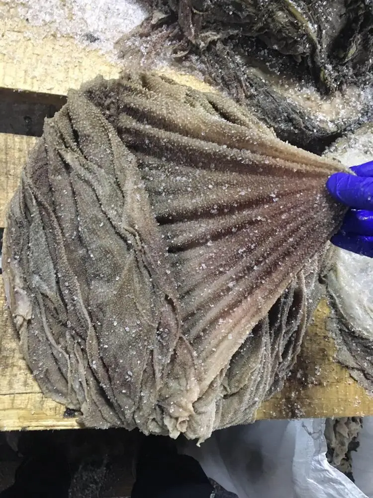 Dry Salted Beef Omasum for Export
