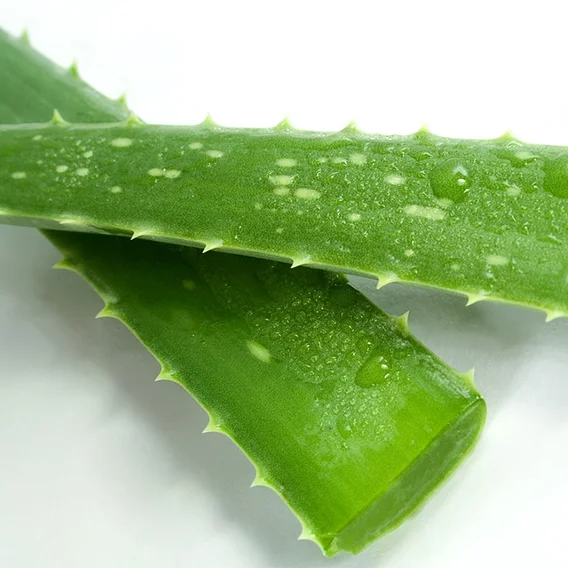 ALOE VERA LEAF HIGH QUALITY ORIGIN VIETNAM HOT SALES 2021
