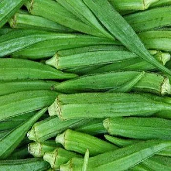 
FRESH OKRA EXPORT QUALITY 