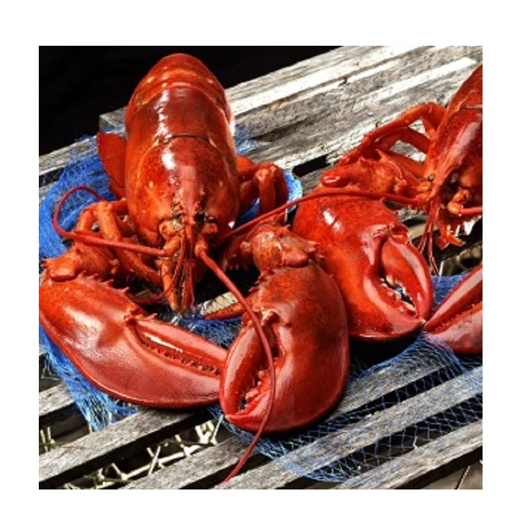 
Top Quality Live and Frozen Red Spiny Lobster 