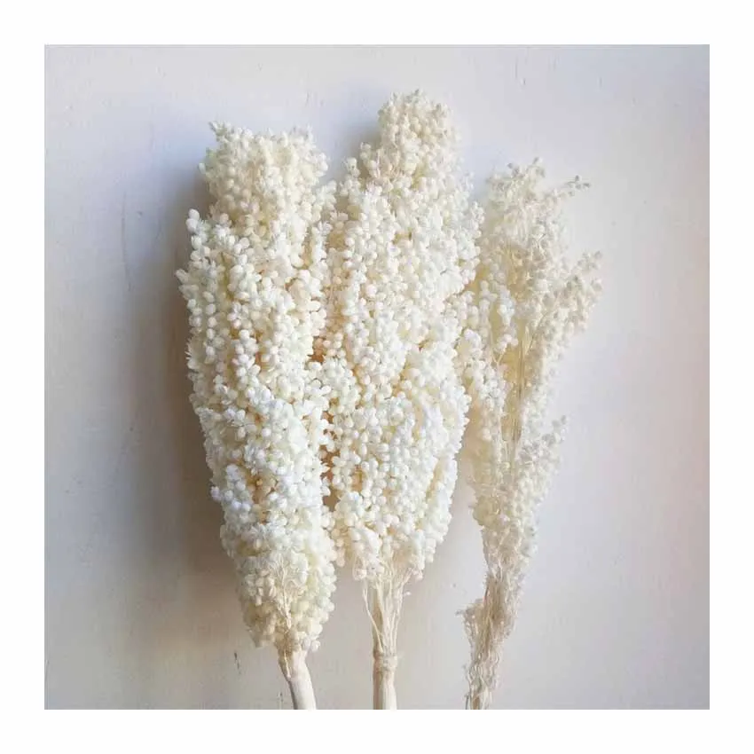 Высококачественная Оптовая Продажа сорго красного цвета по хорошей цене