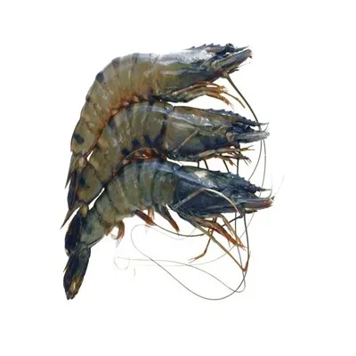 Whole Price Fresh Black Tiger Prawns Shrimp Red Shrimp