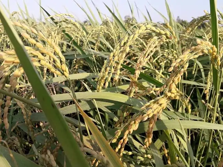 Новый Урожай вьетнамского круглого риса белый японский рис с сертификатом HACCP