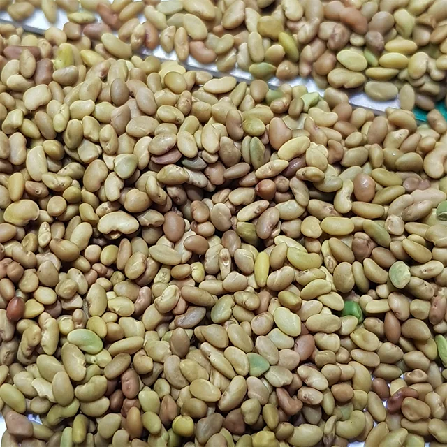 Alfalfa Seeds