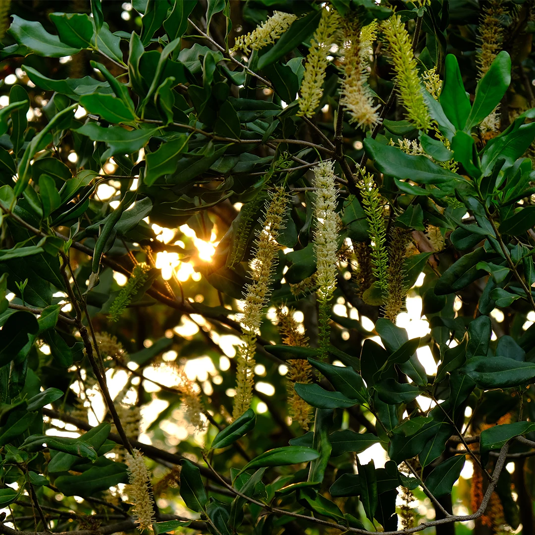 Сушеные Орехи макадамии ручной очистки размер 19-21 мм в вакуумном пакете из Вьетнама