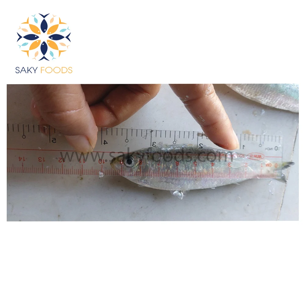 100% Natural Frozen sardine fish Good price frozen WR sardine fish for good sale Block Bulk Style Packaging