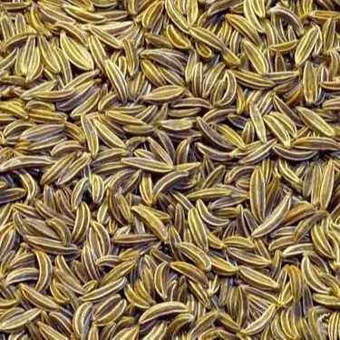 Best Quality Supplier of Natural Brown Colour Cumin Seeds in Mongolia