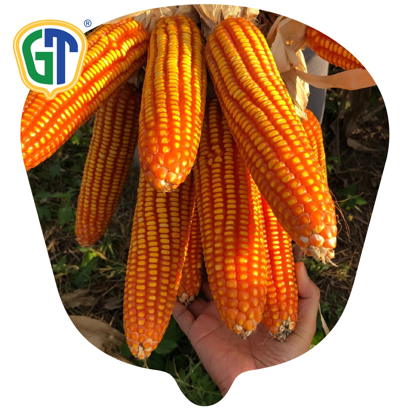 
Orange Yellow Kernel Color Long Girthy Ear 52 Days Flowering Very High Yield Hybrid Corn Seeds 