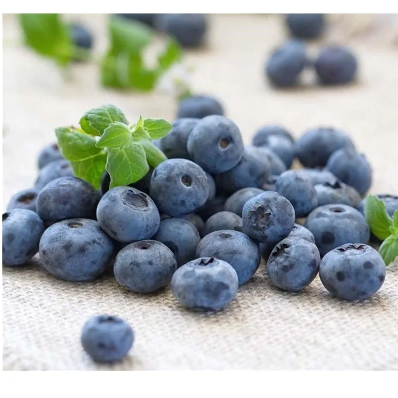 The best factory Price fresh fruit bluberry