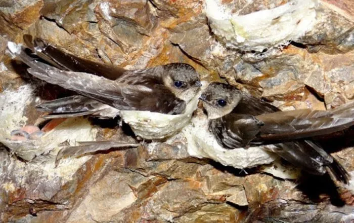 Птичье гнездо, чистый съедобный из Вьетнама-100 г/коробка (Птичье гнездо мистер нам Бу)