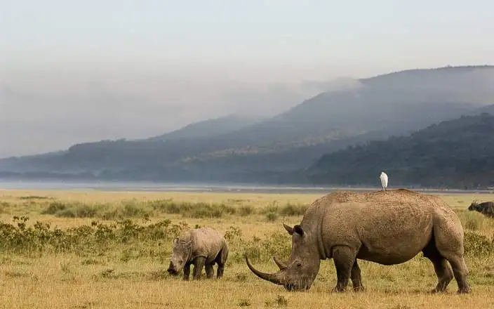 4 DAYS MAGNIFICENT LAKE NAKURU MASAI MARA SAFARI