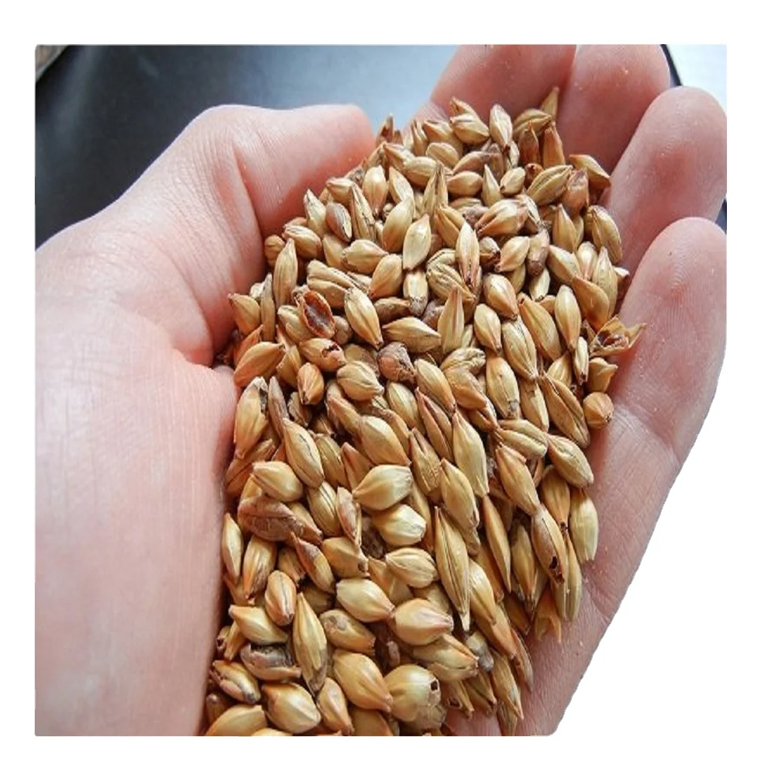 Good quality barley grain in bulk for brewing beer, grain