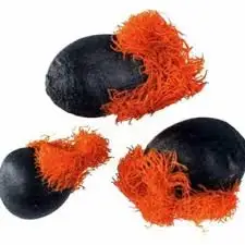 Strelitzia reginae1.jpg