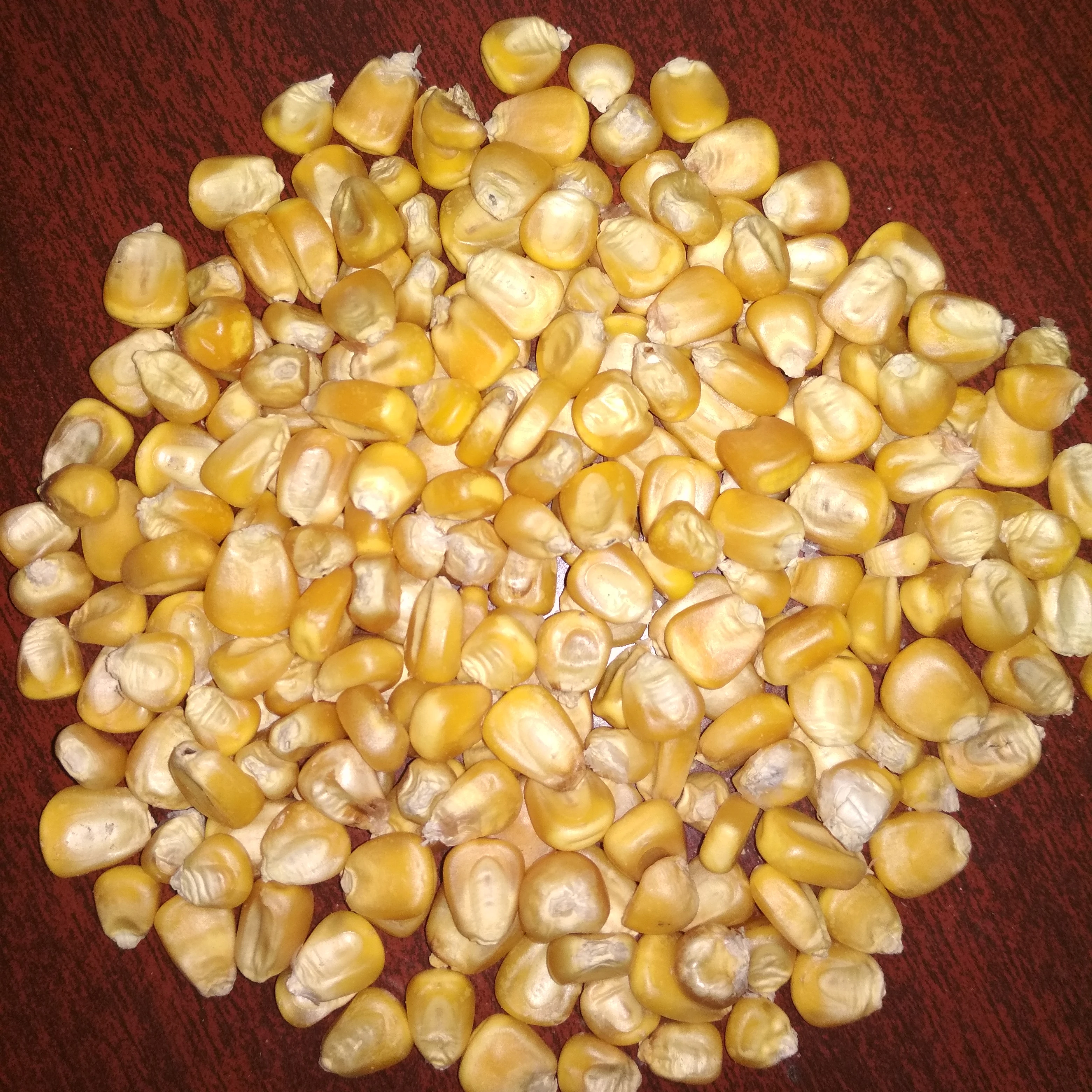 Good Quality Dried Yellow Corn /Maize For Animal Feed