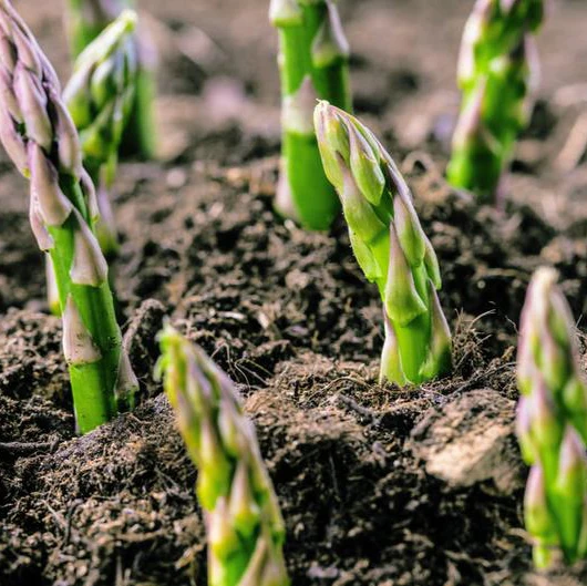 ASPARAGUS FRESH SIZE AA - MS. ELAINE +84 375 431 541