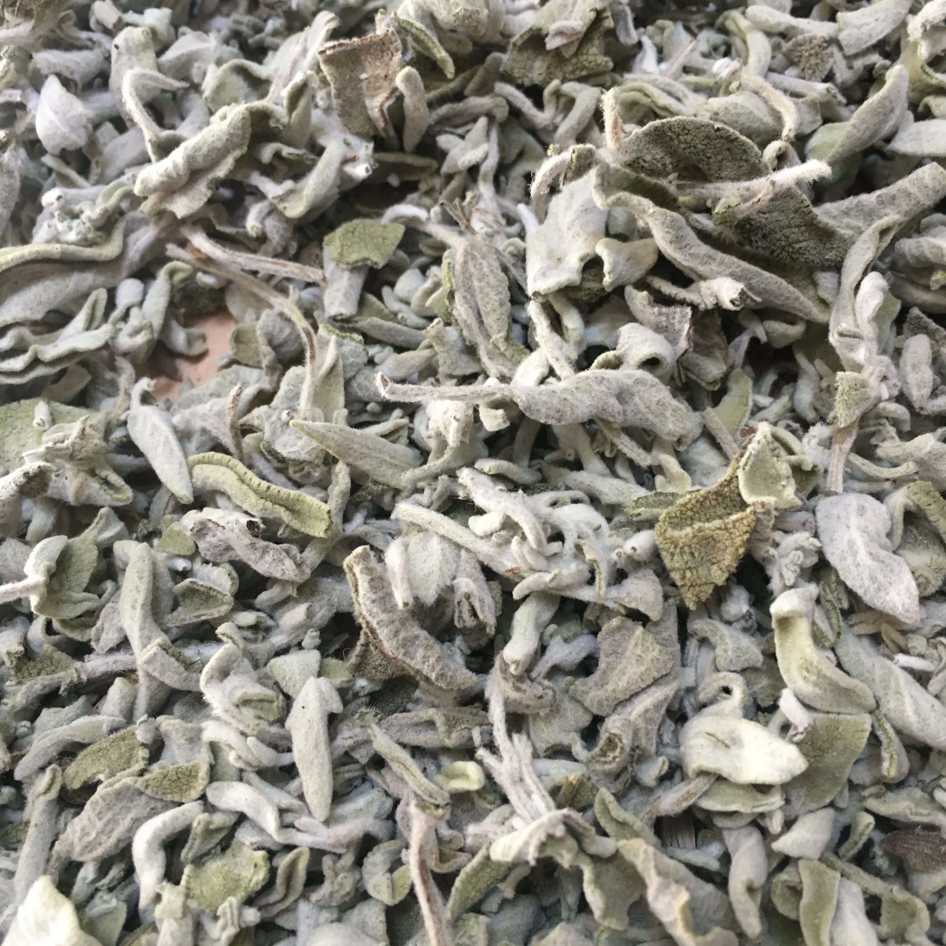 sage leaves green color no ash content no admixture no dark leaves  no impurities fresh crops Salvia officinalis